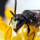 Hylaeus bee. Photo: Flickr